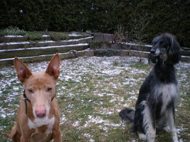 Saluki-Rüde: ARAMES