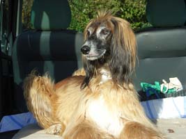 Afghanen-Rüde: SKANO