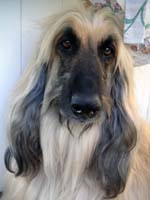 Afghanen-Rüde: KASCHMIR