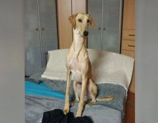 Afghanen-Chortaj-Mix-Rüde: AZIZ