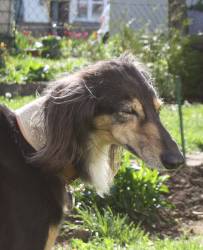 Saluki-Hündin: AZIZA