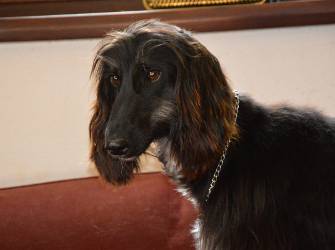 Afghanen-Hündin: RIHANNA