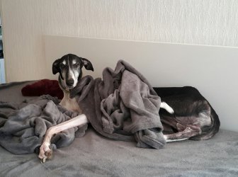 Chart-Polski-Rüde: BAILEYS