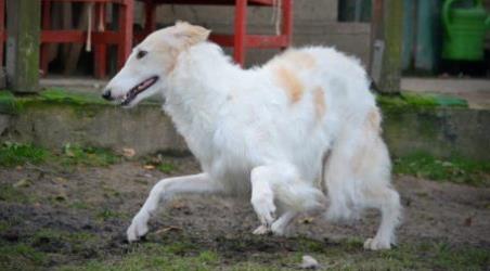 Barsoi-Rüde: BALDUIN