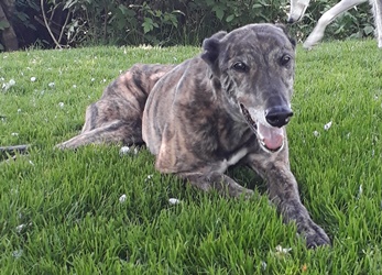 Greyhound-Rüde: BANDIT