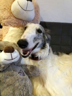 Barsoi-Hündin: ANNA