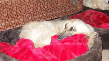 Afghanen-Hündin: SHARI-BARBIE