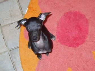 Windspiel-Rüde: BASIL