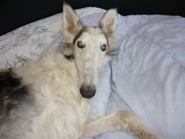 16 bzw. 22 Barsois: Rüde NICOLAI II