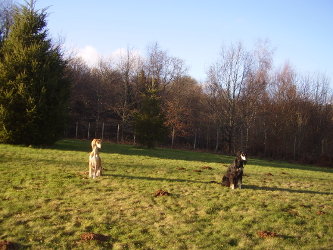 Saluki-Hündin: BEGUM