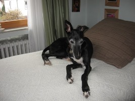 Greyhound-Rüde: BEN