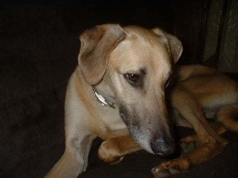 Sloughi-Rüde: BERNARD