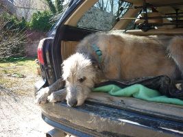 Irish-Wolfhound-Rüde: BERTE
