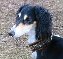 Saluki-Hündin: BESCHARAT