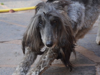 Afghanen-Hündin: Betty