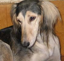 Saluki-Hündin: BETTY