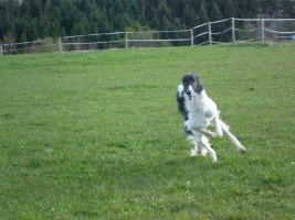 Barsoi-Hündin: HUTZEL