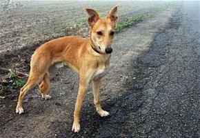 Windhund-Mix-Rüde: BINGO