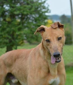 Greyhound-Rüde: BLITZEBLATZE