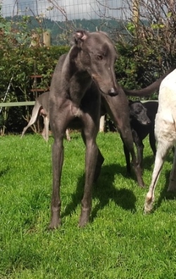 Greyhound-Rüde: BLUE