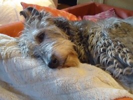 Irish-Wolfhound-Hündin: BLÜMCHEN