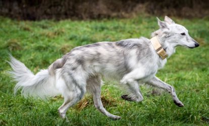 Silken Windhound: BOMMEL 