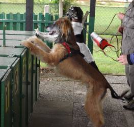 Afghanen-Rüde: Bossi