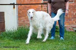 Barsoi-Rüde: BROSEL