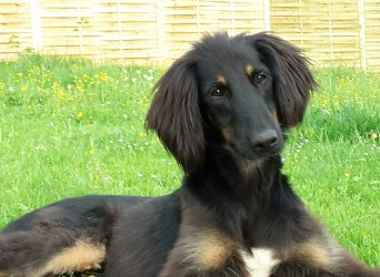 Afghanen-Collie-Mix-Rüde: BUTCH