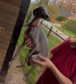 Windspiel-Rüde: BUTZI