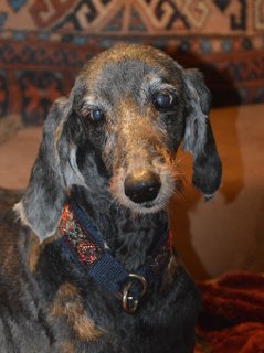 Afghanen-Hündin: CALINE