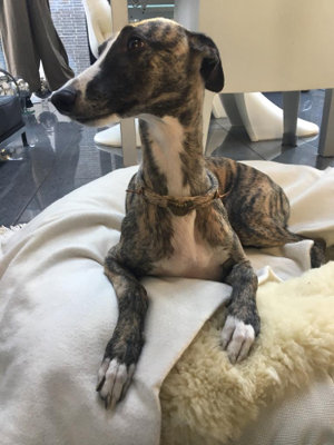 Whippet-Hündin: Candy