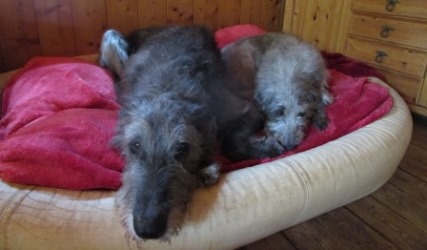 Irish-Wolfhound-Hündin: CAOIMHE