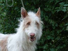 Podenco-Ibicenco-Hündin: CARMEN 