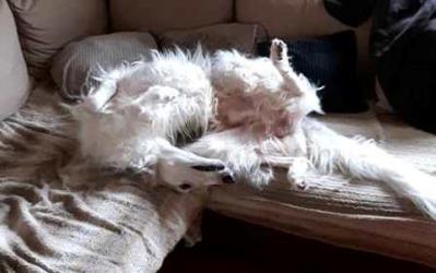 Barsoi-Rüde: CASSIEL