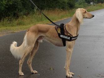 Saluki-Rüde: CHADIM