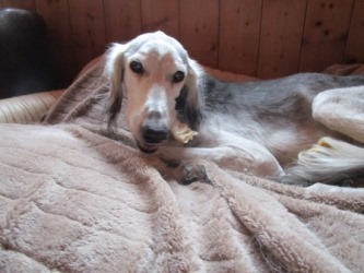 Saluki-Rüde: CAL