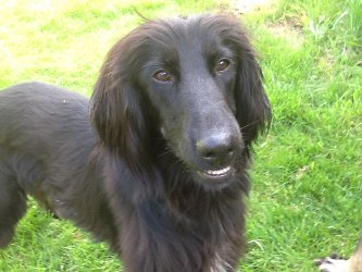 Afghanen-Collie-Mix-Rüde: CHAMP