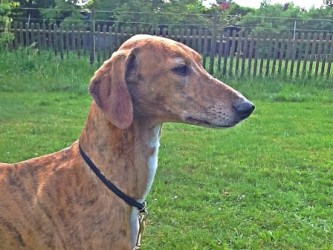 Azawakh-Rüde: CHARLIE