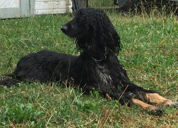 Afghanen-Hündin: CHERI