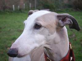 Galgo-Espanol-Hündin: CHICA