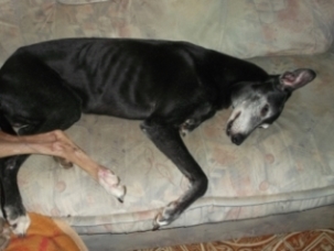 Galgo-Espanol-Rüde: CHICCO