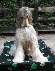 Afghanen-Hündin: GIPSY