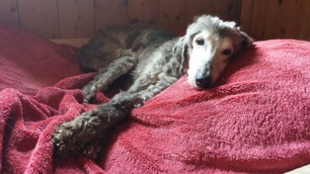 Afghanen-Hündin: CHOUCHOU