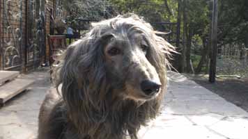 Afghanen-Hündin: CHUFA