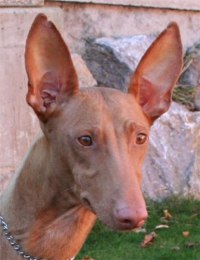 Pharaohund-Hündin: CLEOPATRA