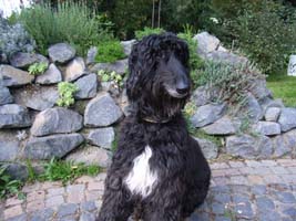 Afghanen-Rüde: FINNLEY