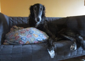 Barsoi-Hündin: COCO