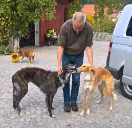 Barsoi-Hündin: MORGANA