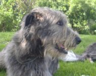 Irish-Wolfhound-Rüde: CONROY